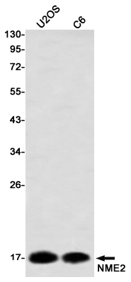 NME2 Rabbit mAb ABZ3341