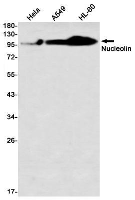 Nucleolin Rabbit mAb ABZ3343