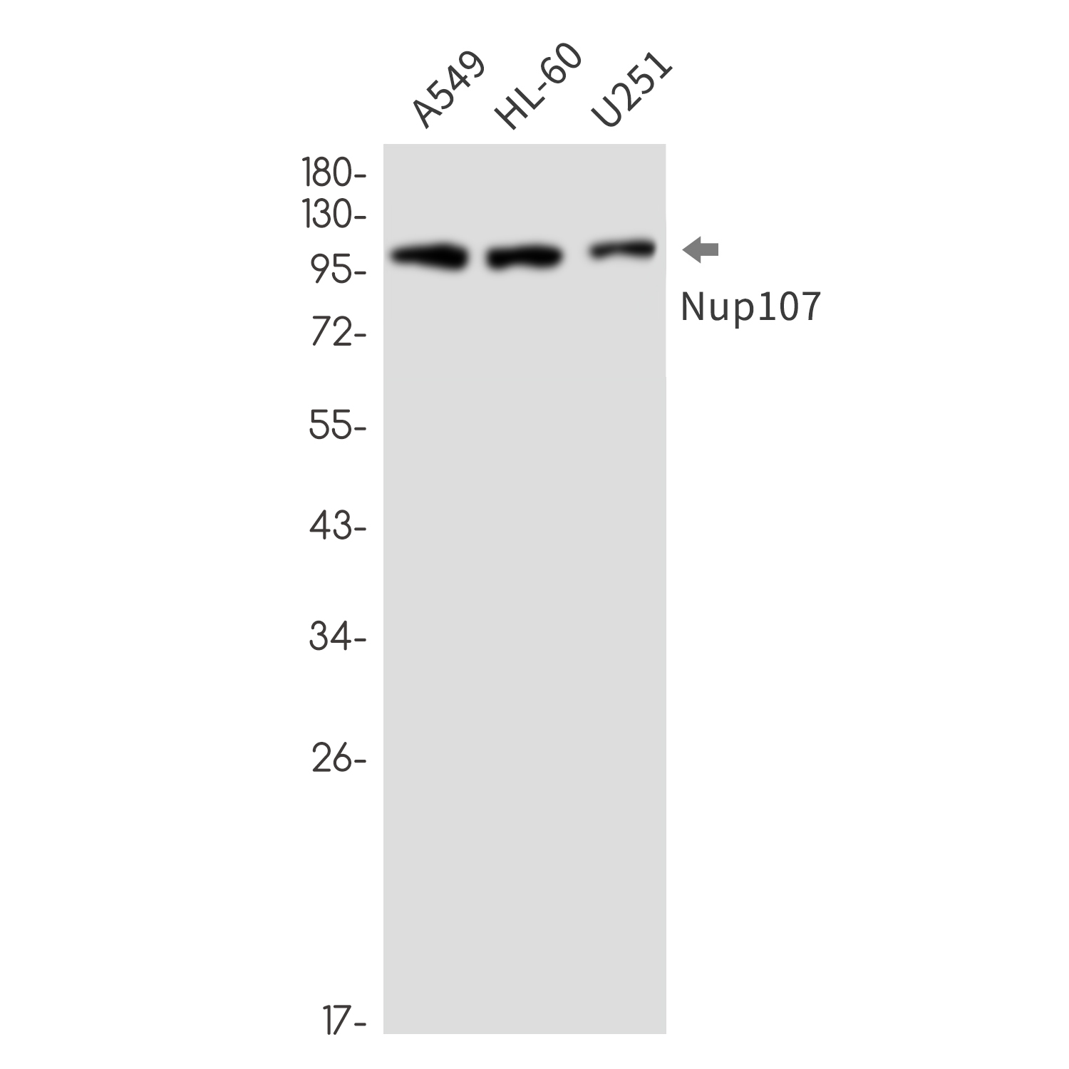 Nup107 Rabbit mAb ABZ3344