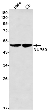 NUP50 Rabbit mAb ABZ3346