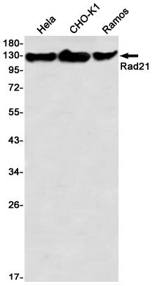 Rad21 Rabbit mAb ABZ3358