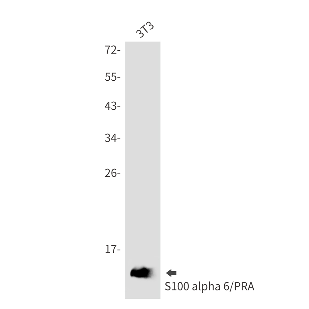 S100 alpha 6 Rabbit mAb ABZ3361