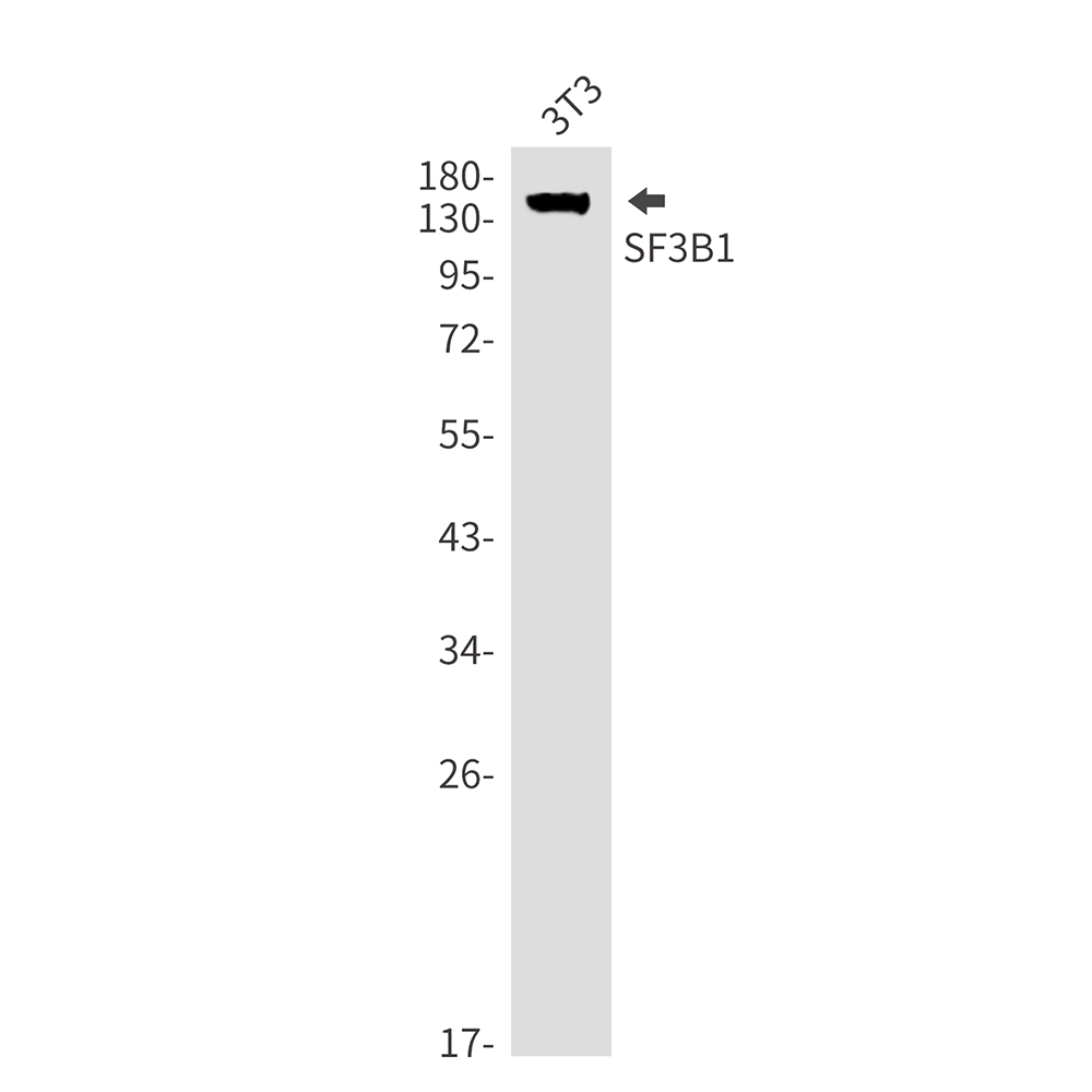 SF3B1 Rabbit mAb ABZ3365
