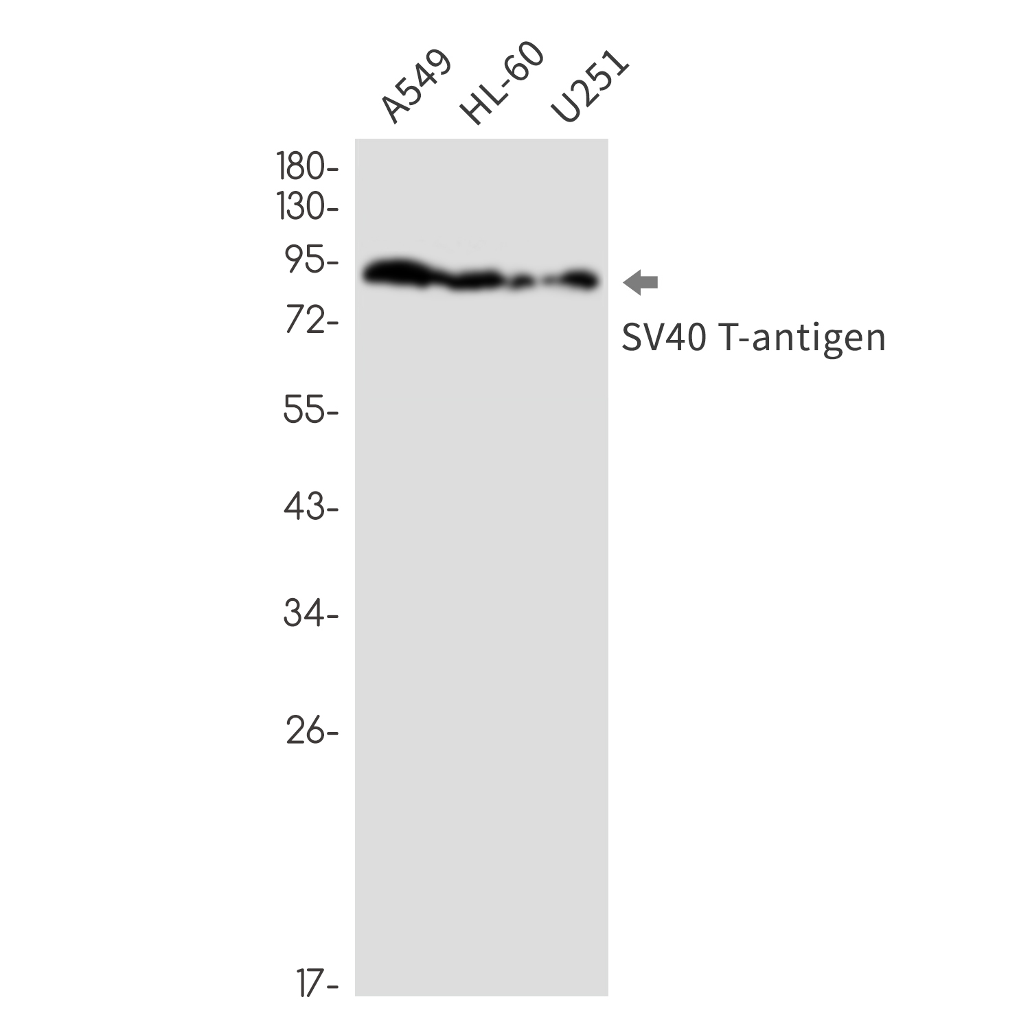 SV40 T Antigen Rabbit mAb ABZ3367