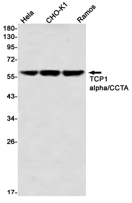 TCP 1 alpha Rabbit mAb ABZ3369