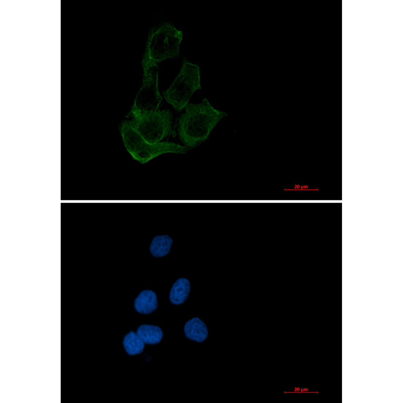 TFEB Rabbit mAb ABZ3370