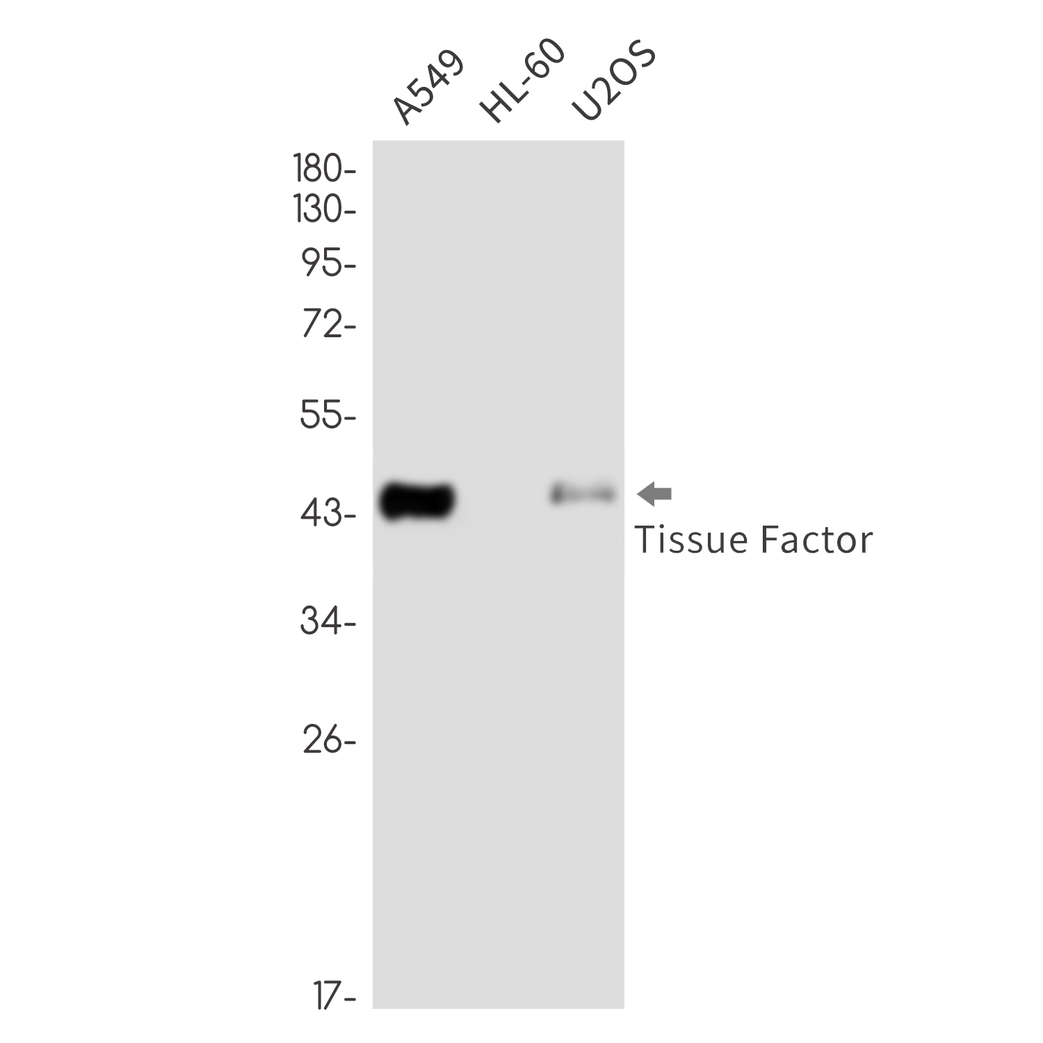 Tissue Factor Rabbit mAb ABZ3374