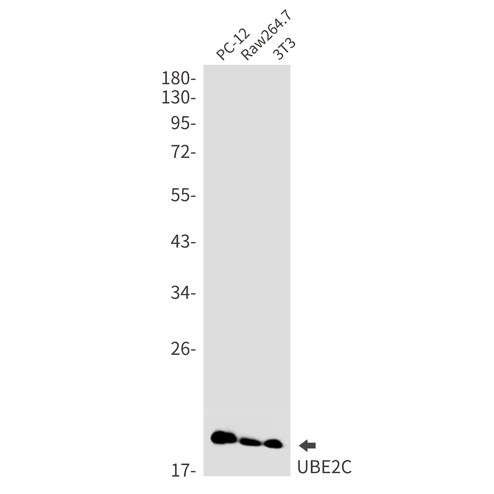 Ubiquitin Conjugating Enzyme E2 C Rabbit mAb ABZ3379