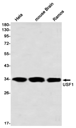 USF1 Rabbit mAb ABZ3382