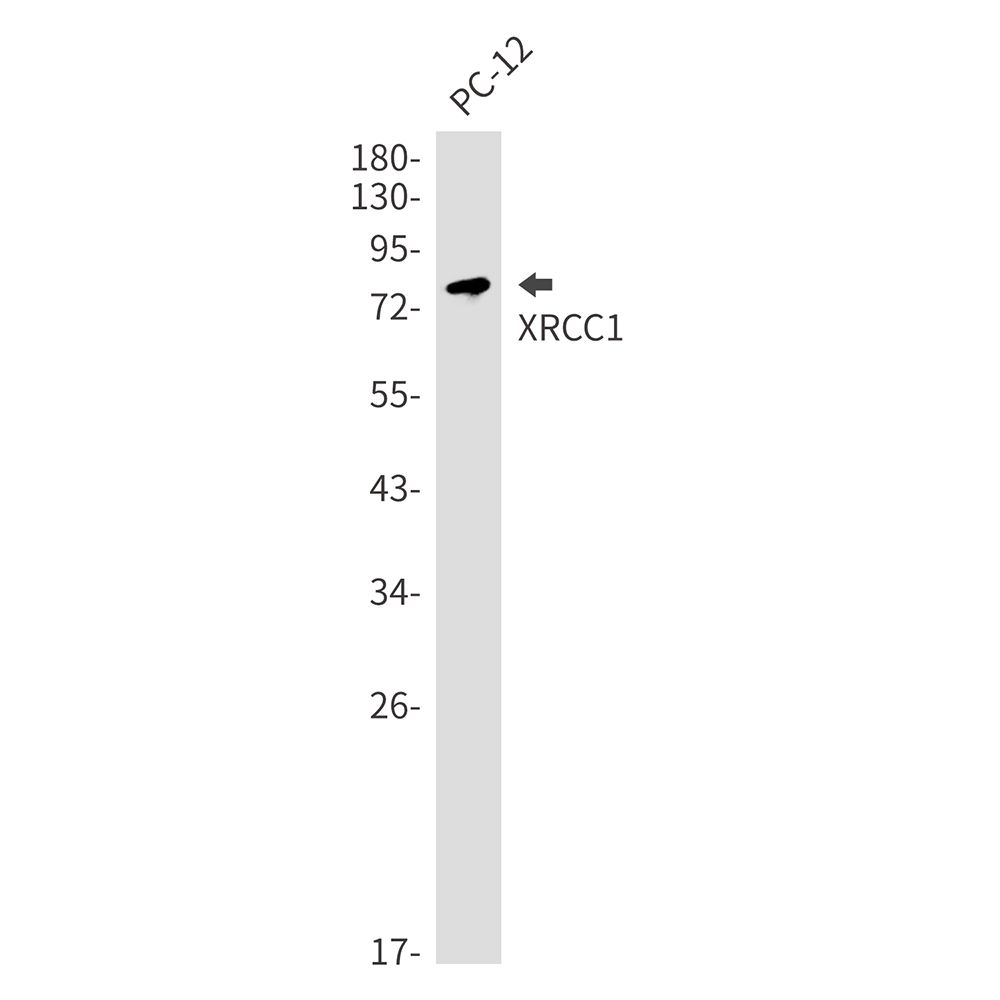 XRCC1 Rabbit mAb ABZ3383
