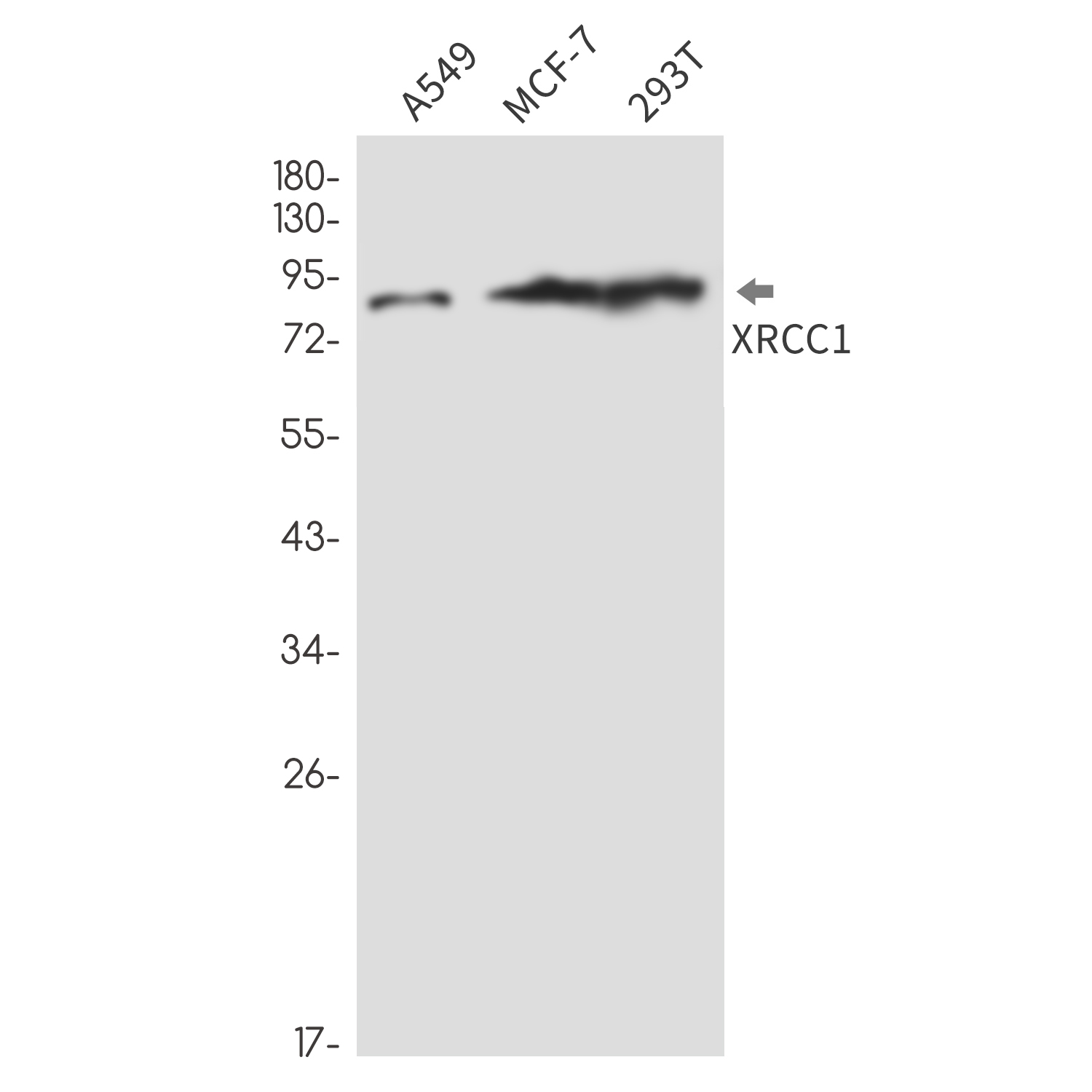 XRCC1 Rabbit mAb ABZ3383