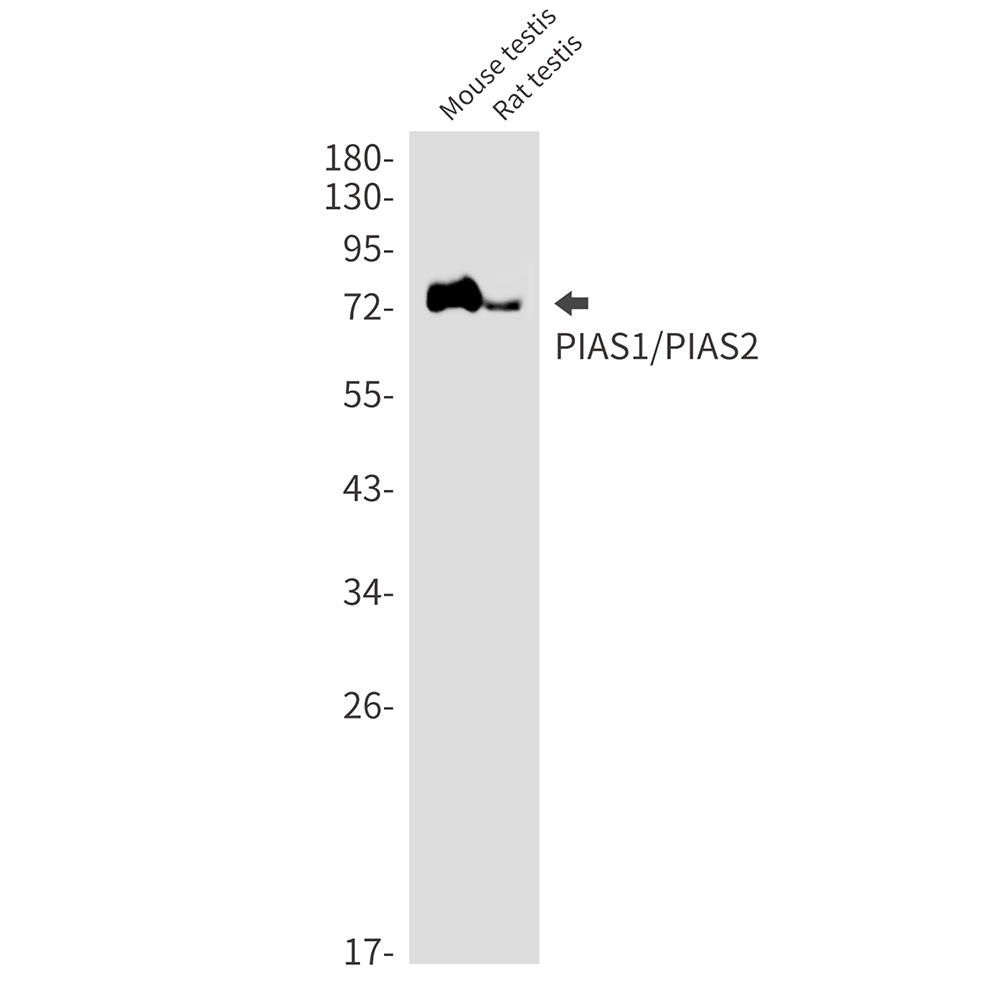 PIAS1/2 Rabbit mAb ABZ3388