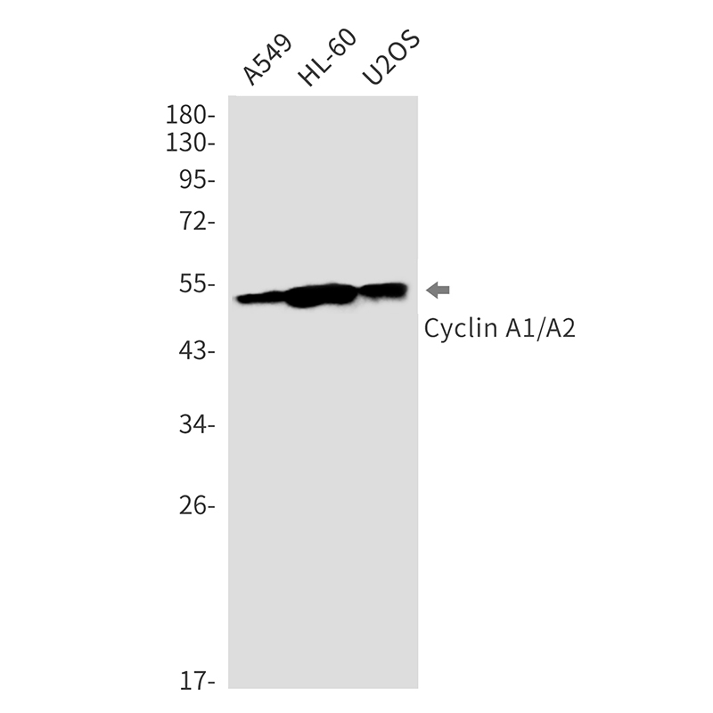 Cyclin A1/A2 Rabbit mAb ABZ3395