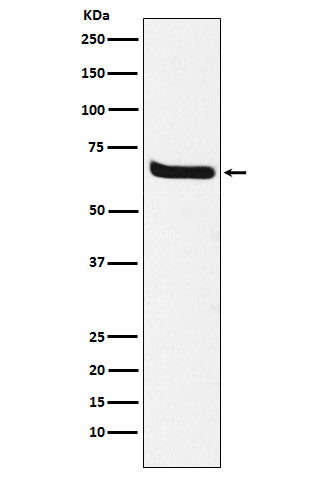Klotho Rabbit mAb ABZ3403