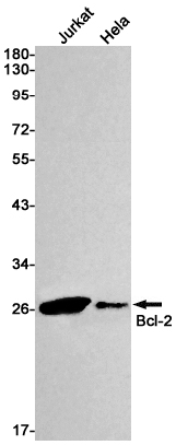 Bcl 2 Rabbit mAb ABZ3404