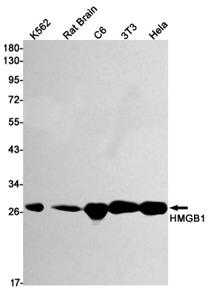 HMGB1 Rabbit mAb ABZ3405