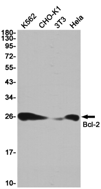Bcl 2 Rabbit mAb ABZ3407