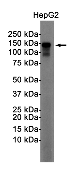 N Cadherin Rabbit mAb ABZ3408