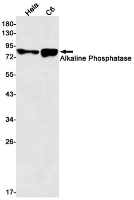 Alkaline Phosphatase Rabbit mAb ABZ3409