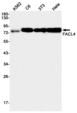FACL4 Rabbit mAb ABZ3411