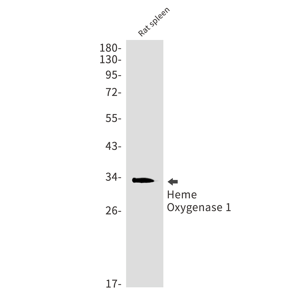 Heme Oxygenase 1 Rabbit mAb ABZ3412