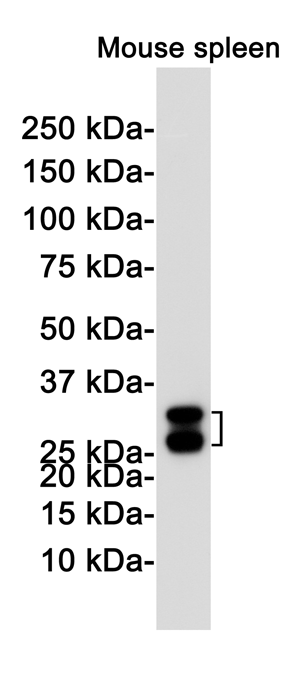 Heme Oxygenase 1 Rabbit mAb ABZ3412