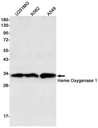 Heme Oxygenase 1 Rabbit mAb ABZ3412