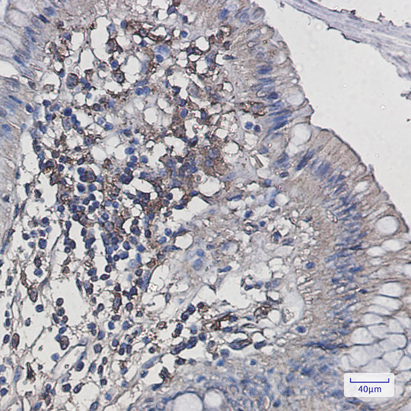Iba1 Rabbit mAb ABZ3413