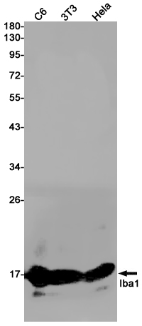 Iba1 Rabbit mAb ABZ3413