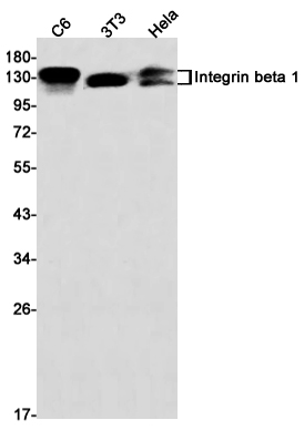 Integrin beta 1 Rabbit mAb ABZ3414