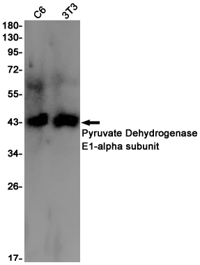 Pyruvate Dehydrogenase E1 alpha Rabbit mAb ABZ3416