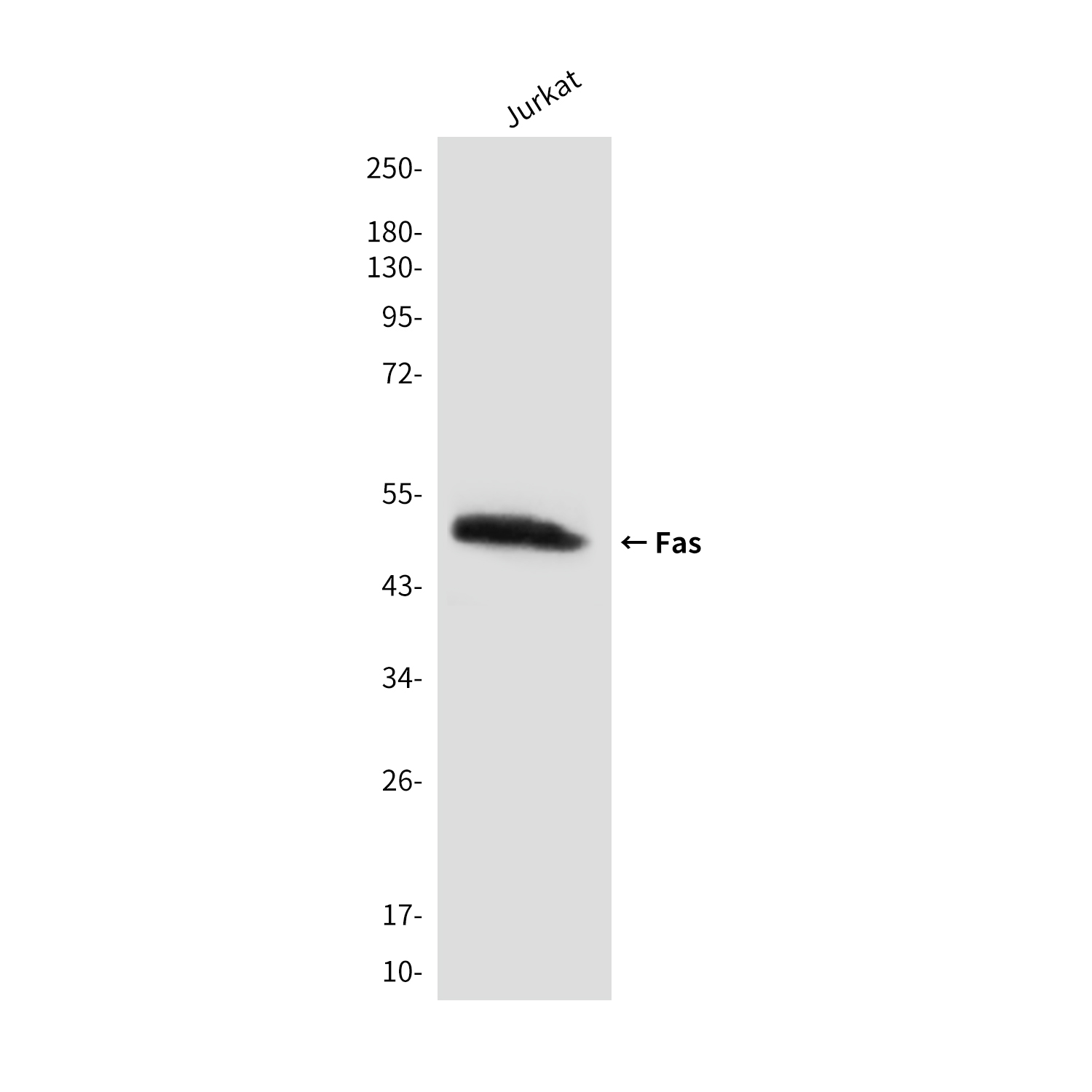 Fas (4C3) Mouse mAb ABZ3420