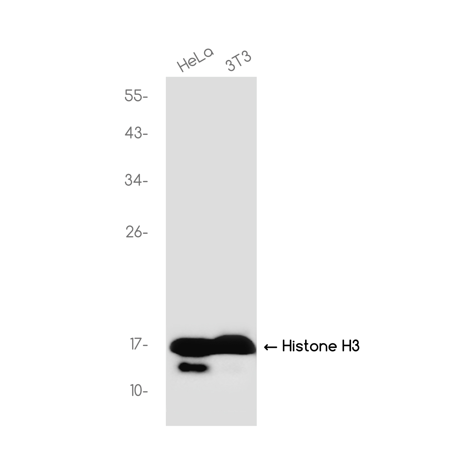 Histone H3 Rabbit mAb ABZ3696