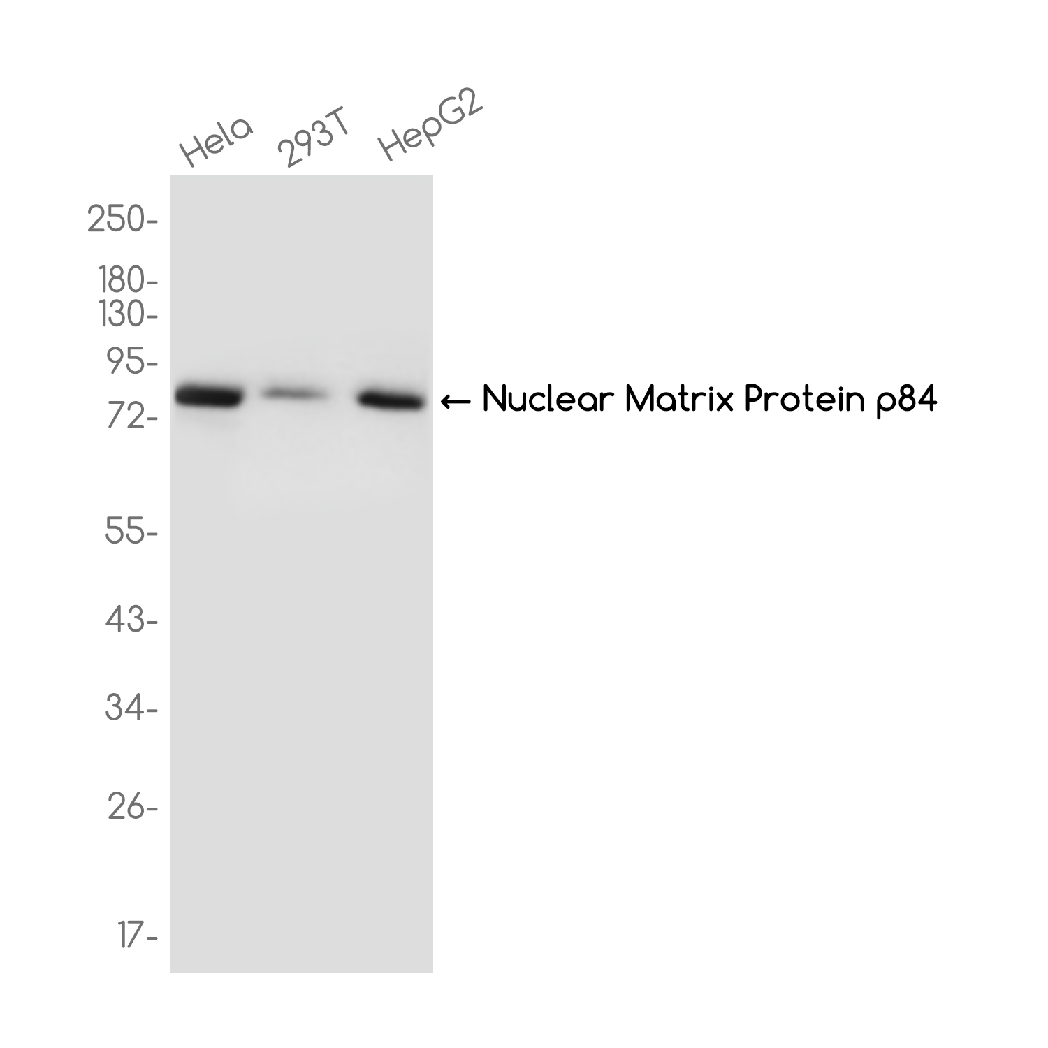 THOC1 Rabbit mAb ABZ3697