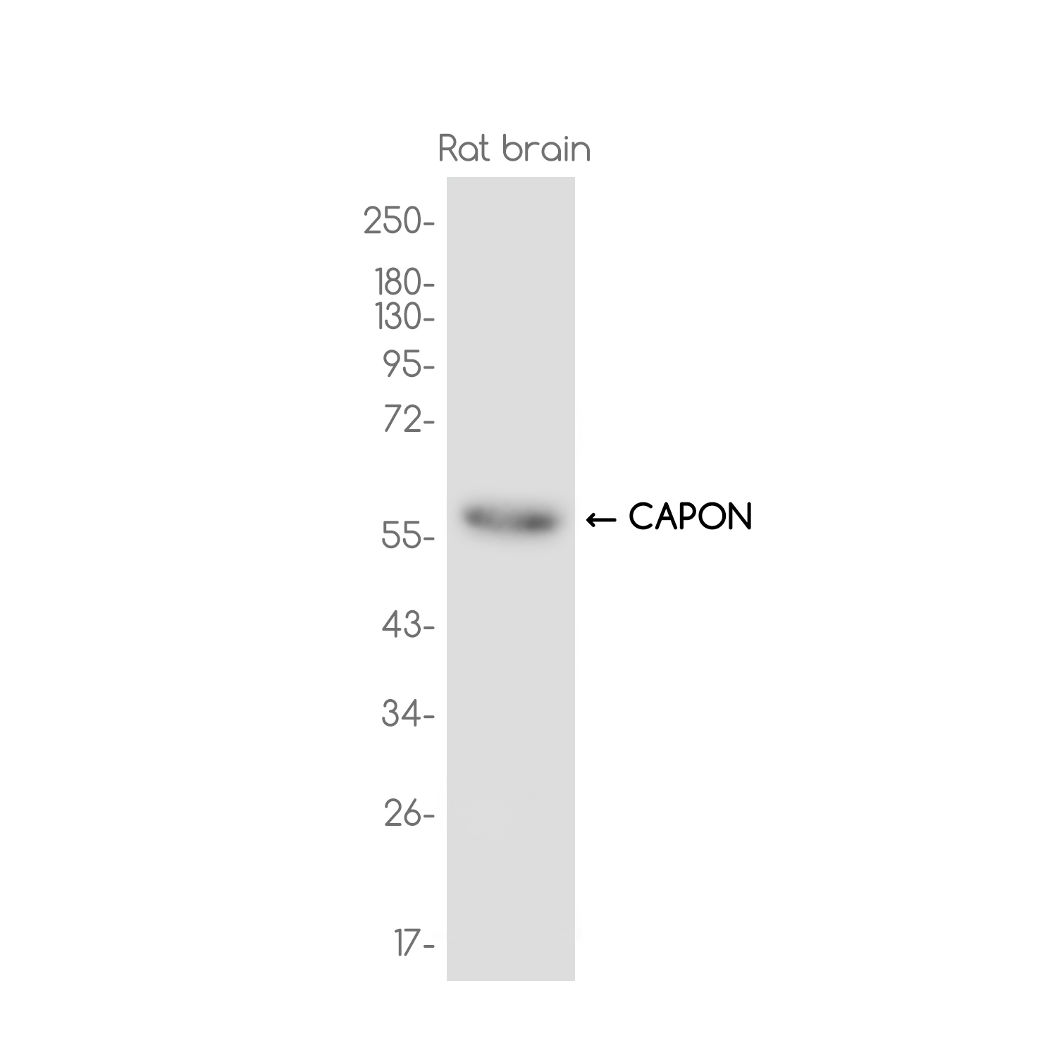 CAPON Rabbit mAb ABZ3700