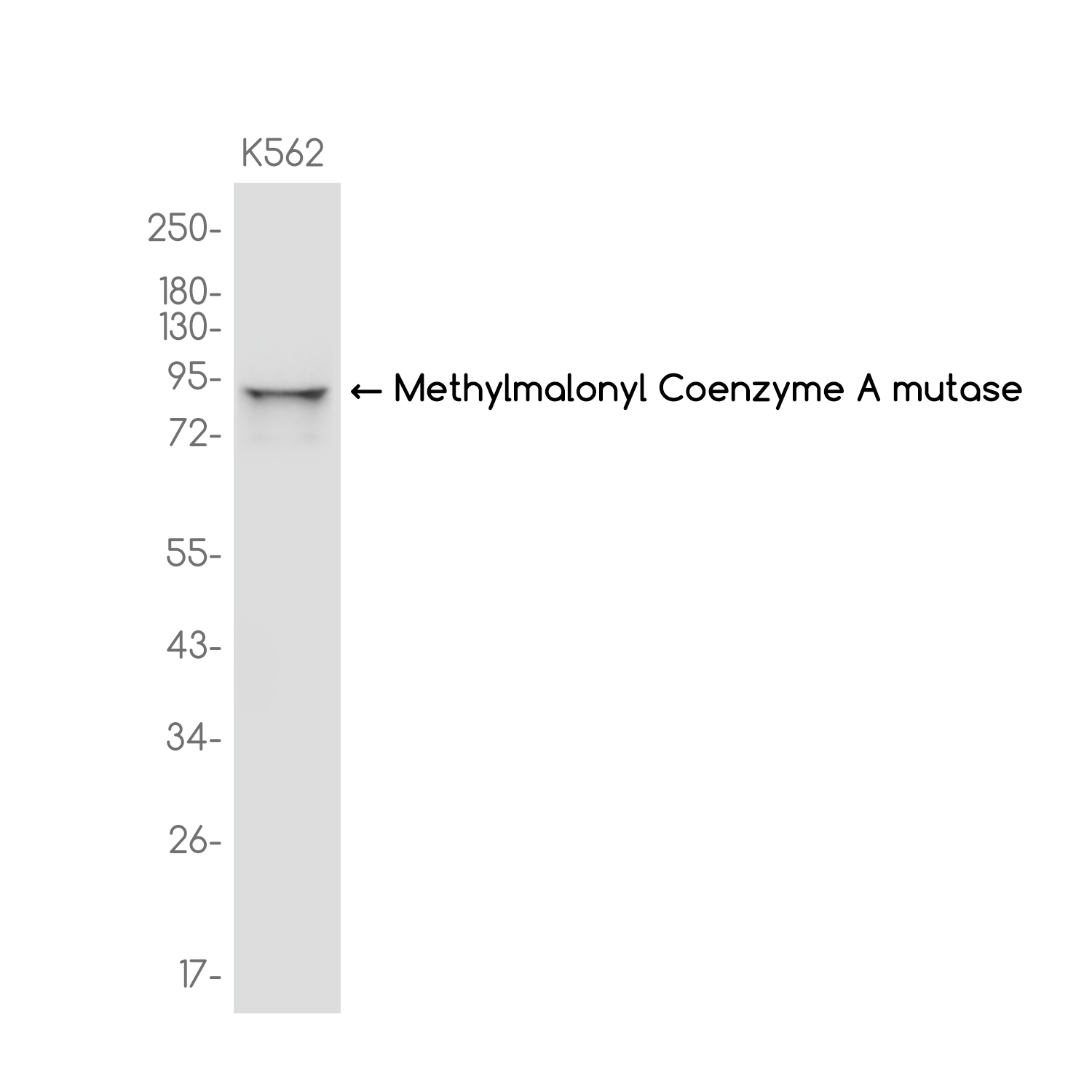 Methylmalonyl Coenzyme A mutase Rabbit mAb ABZ3701