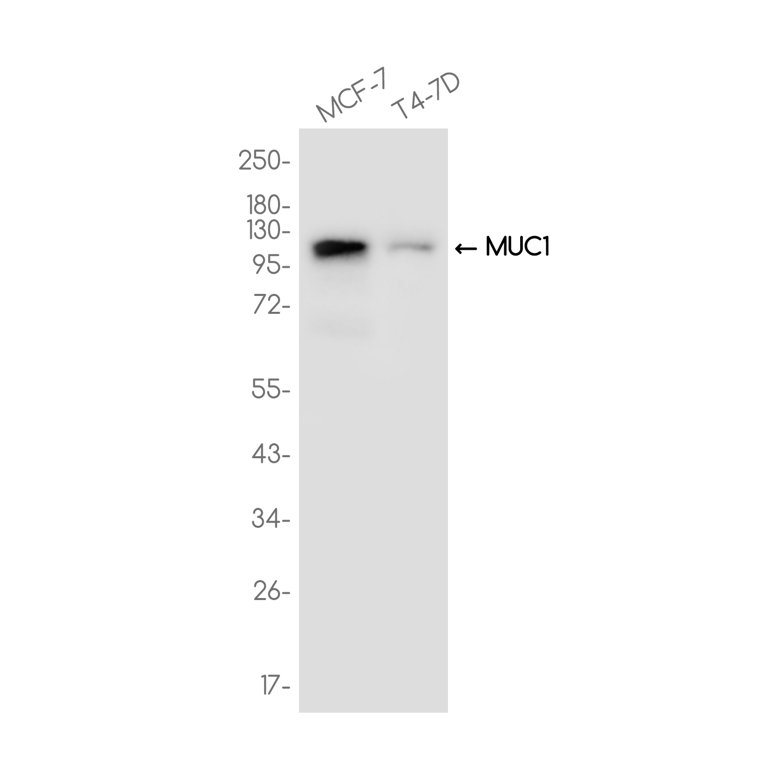 MUC1 Rabbit mAb ABZ3703