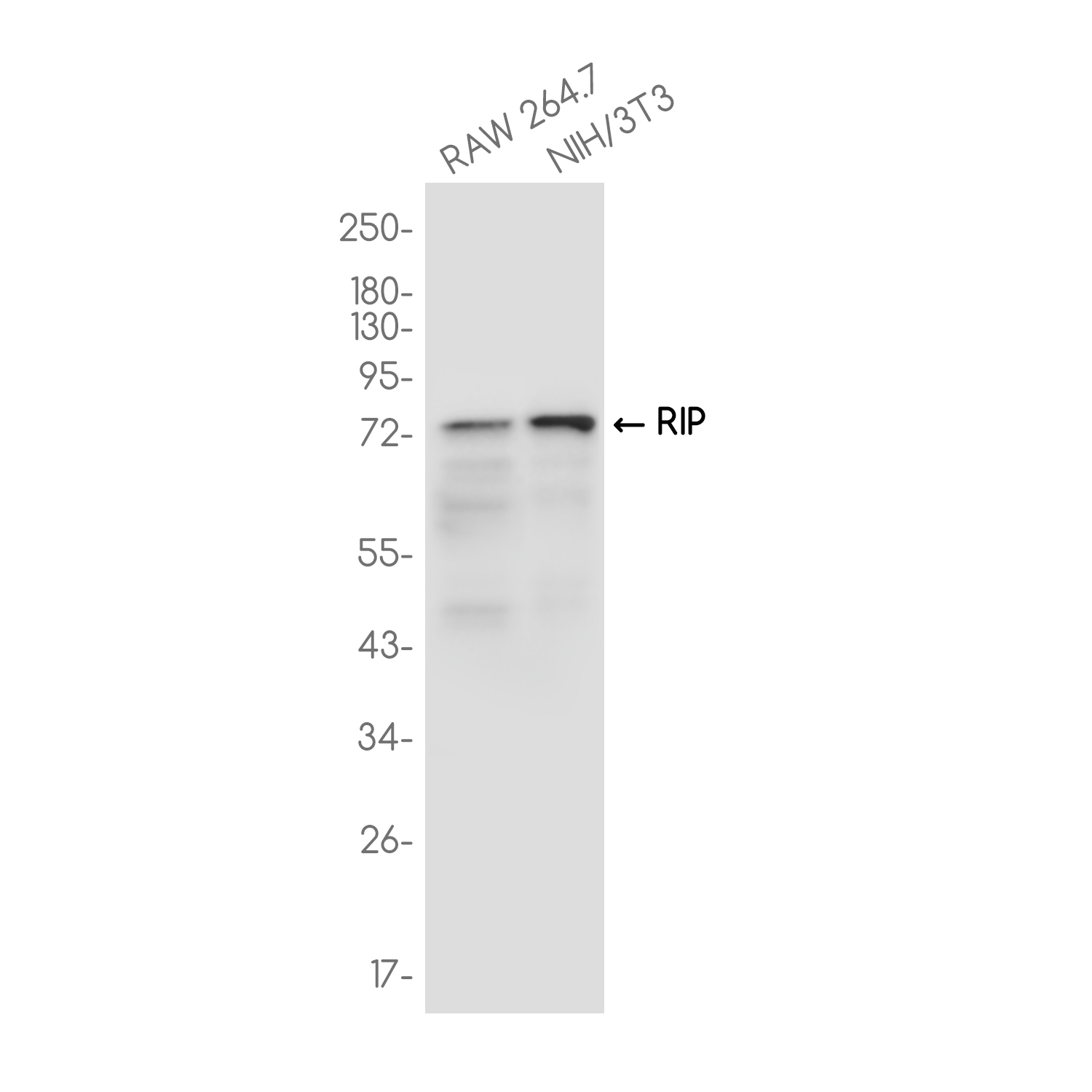 RIP Rabbit mAb ABZ3705