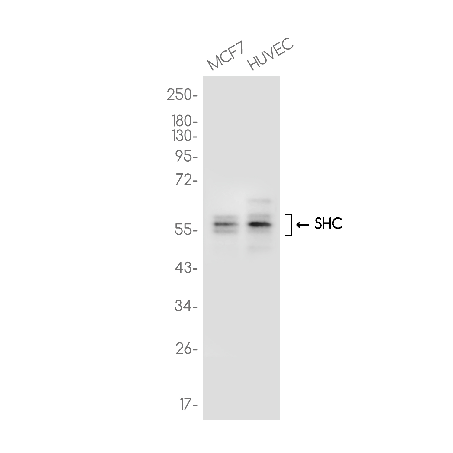 SHC Rabbit mAb ABZ3709