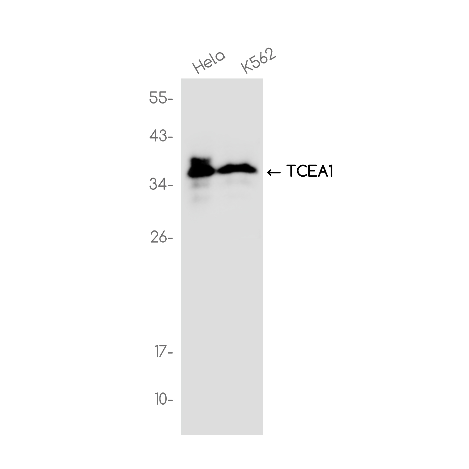 TCEA1 Rabbit mAb ABZ3715