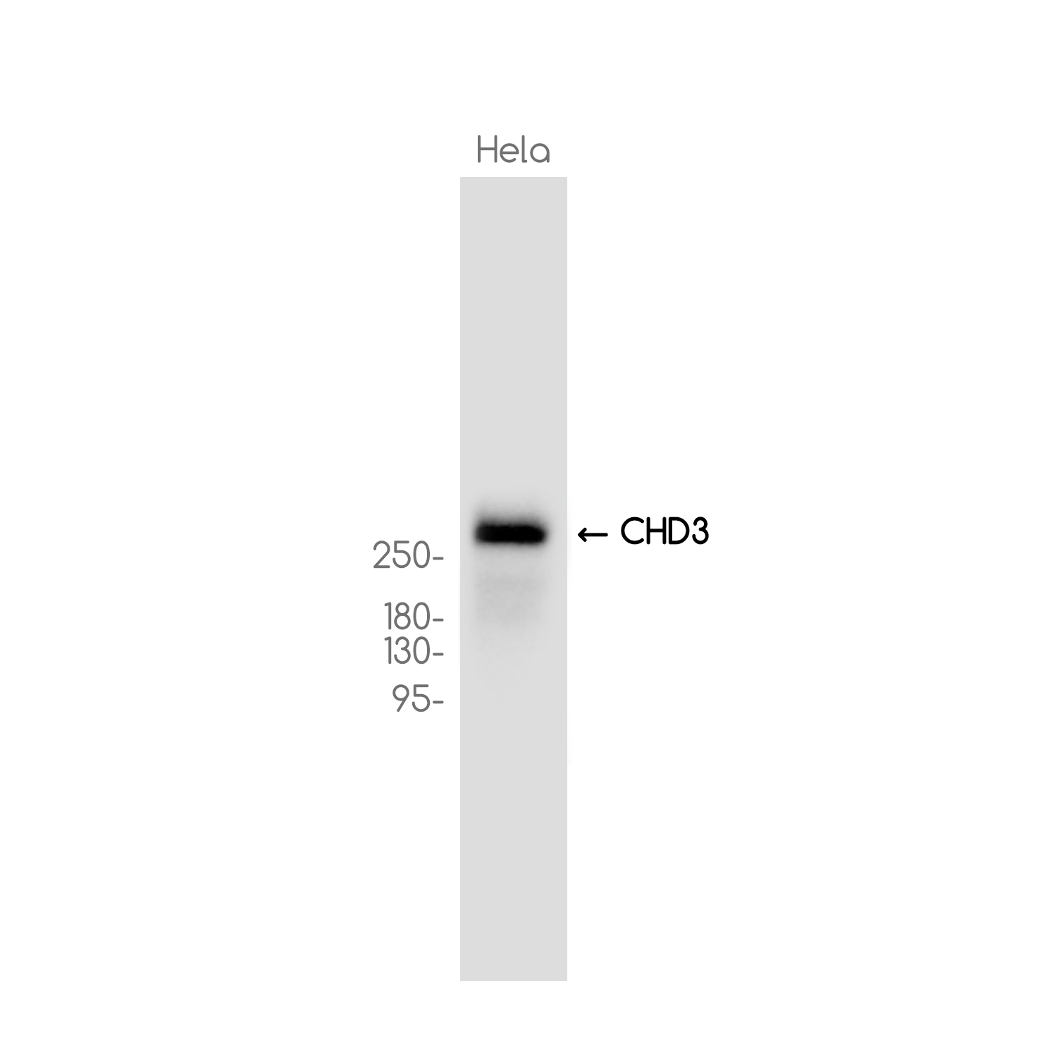 CHD3 Rabbit mAb ABZ3716
