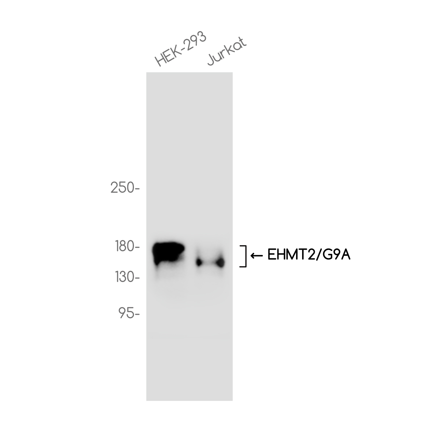 EHMT2 Rabbit mAb ABZ3719