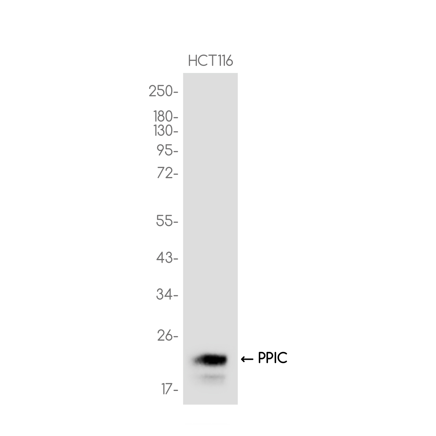 PPIC Rabbit mAb ABZ3726
