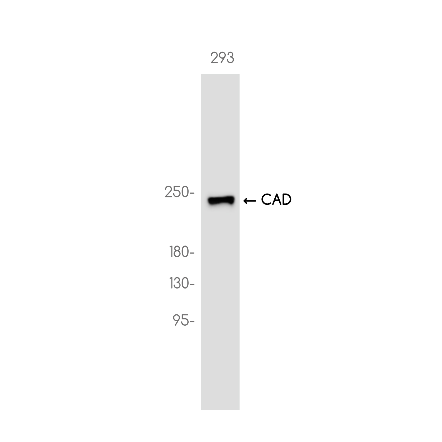 CAD Rabbit mAb ABZ3728