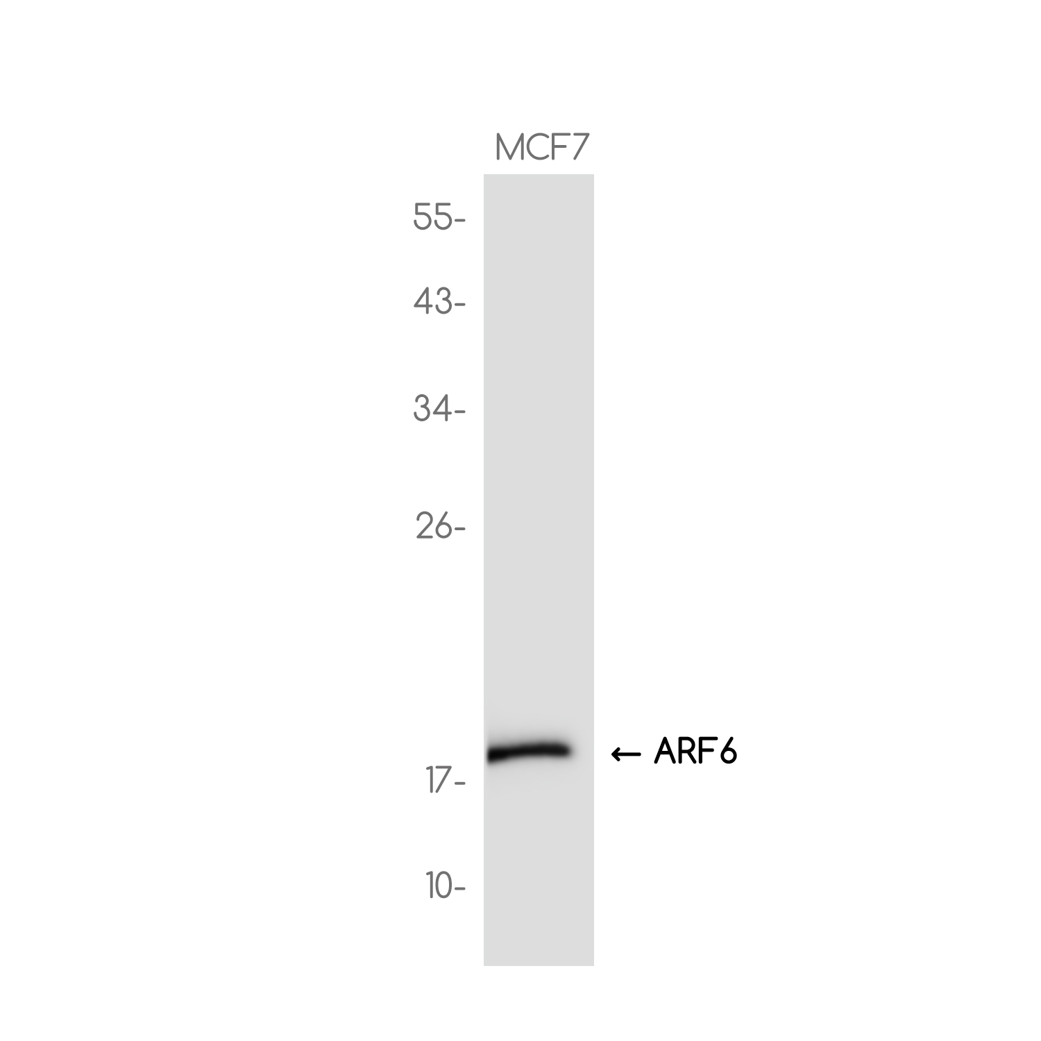 ARF6 Rabbit mAb ABZ3729