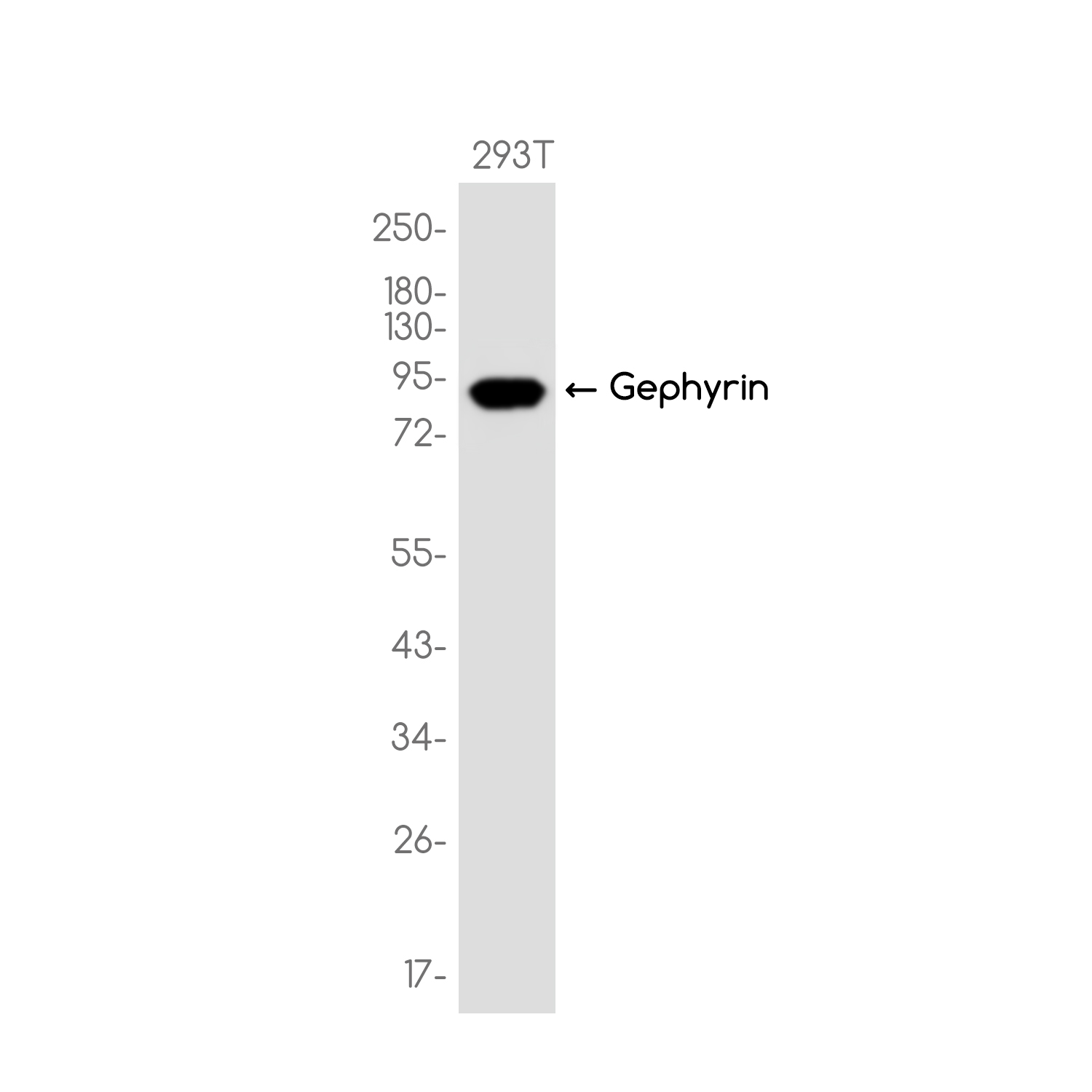 Gephyrin Rabbit mAb ABZ3730