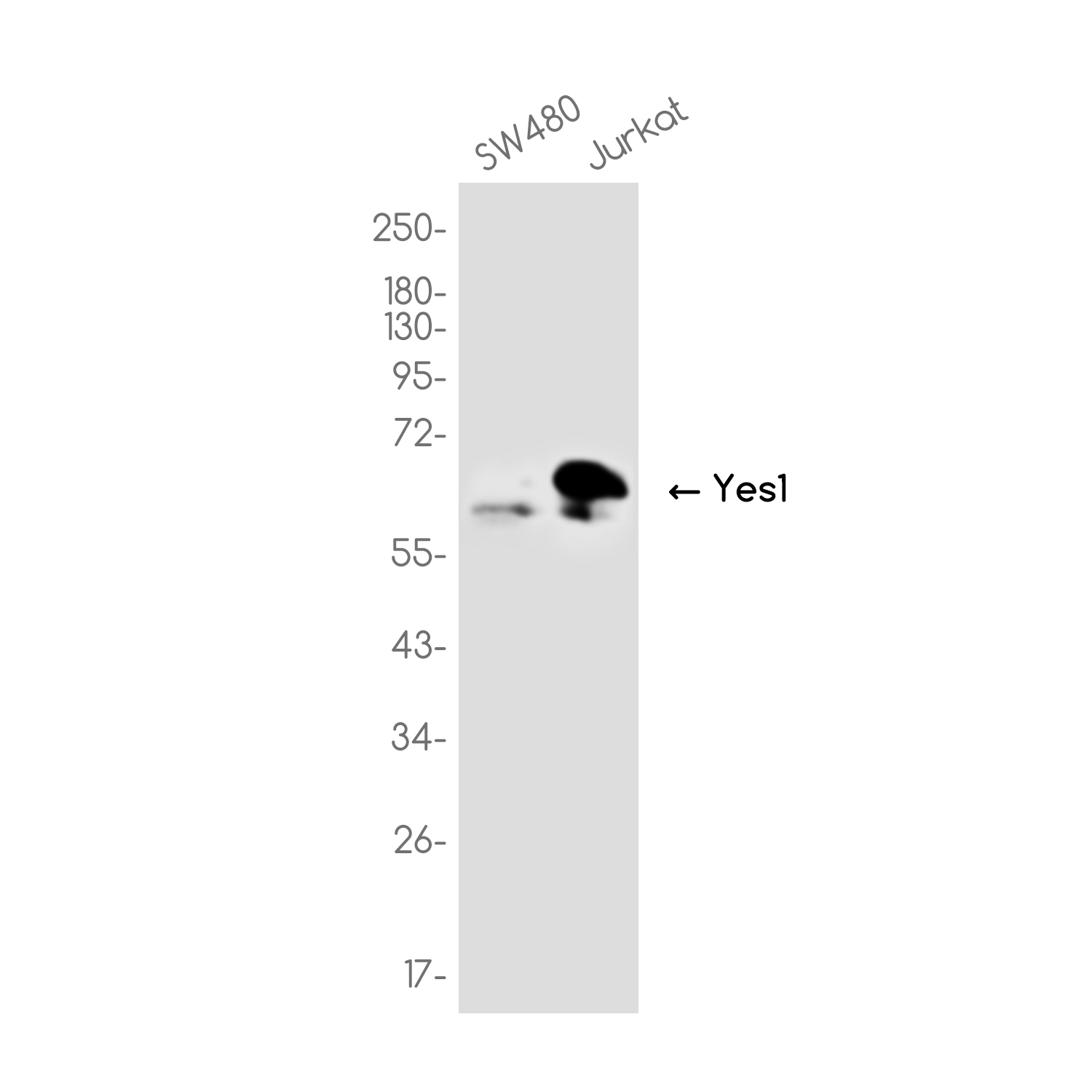 Yes1 Rabbit mAb ABZ3732
