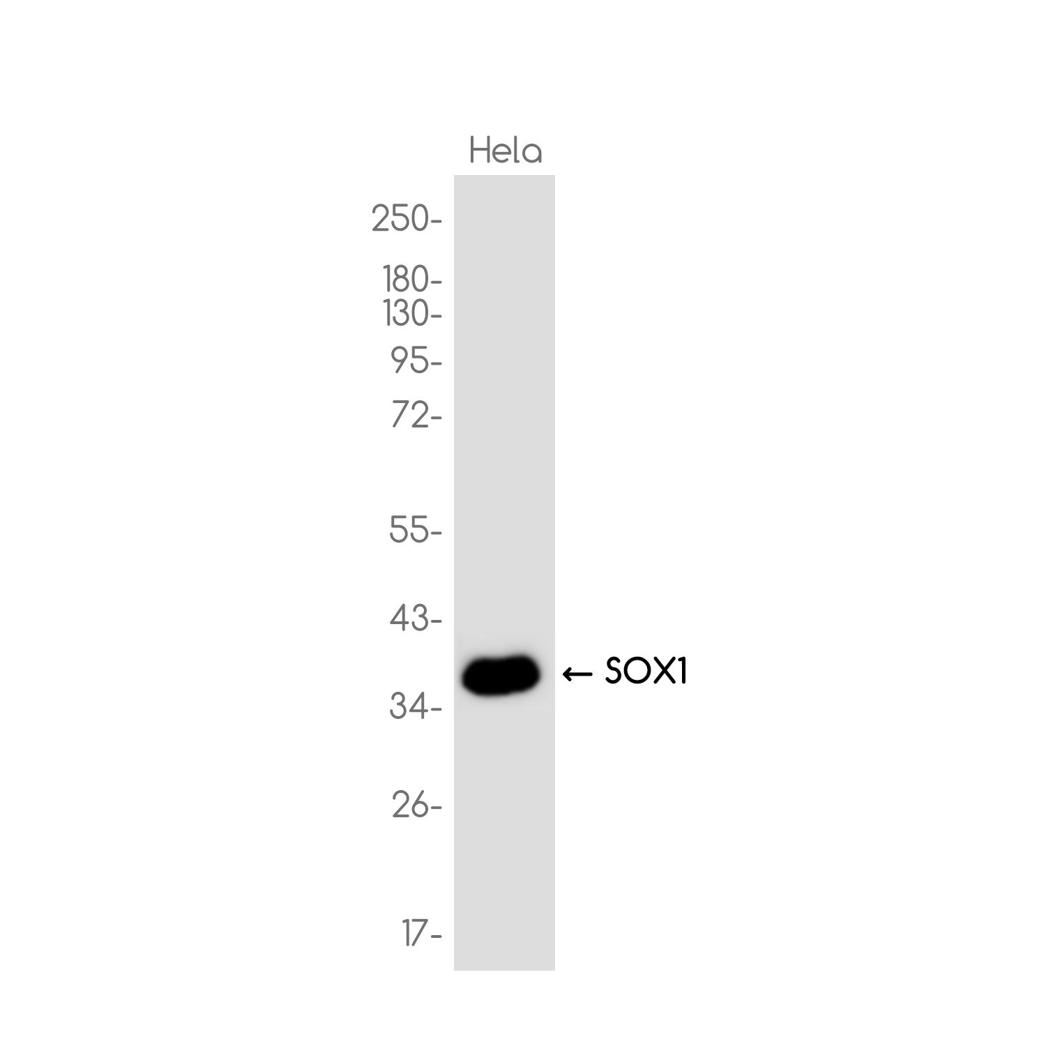 SOX1 Rabbit mAb ABZ3734