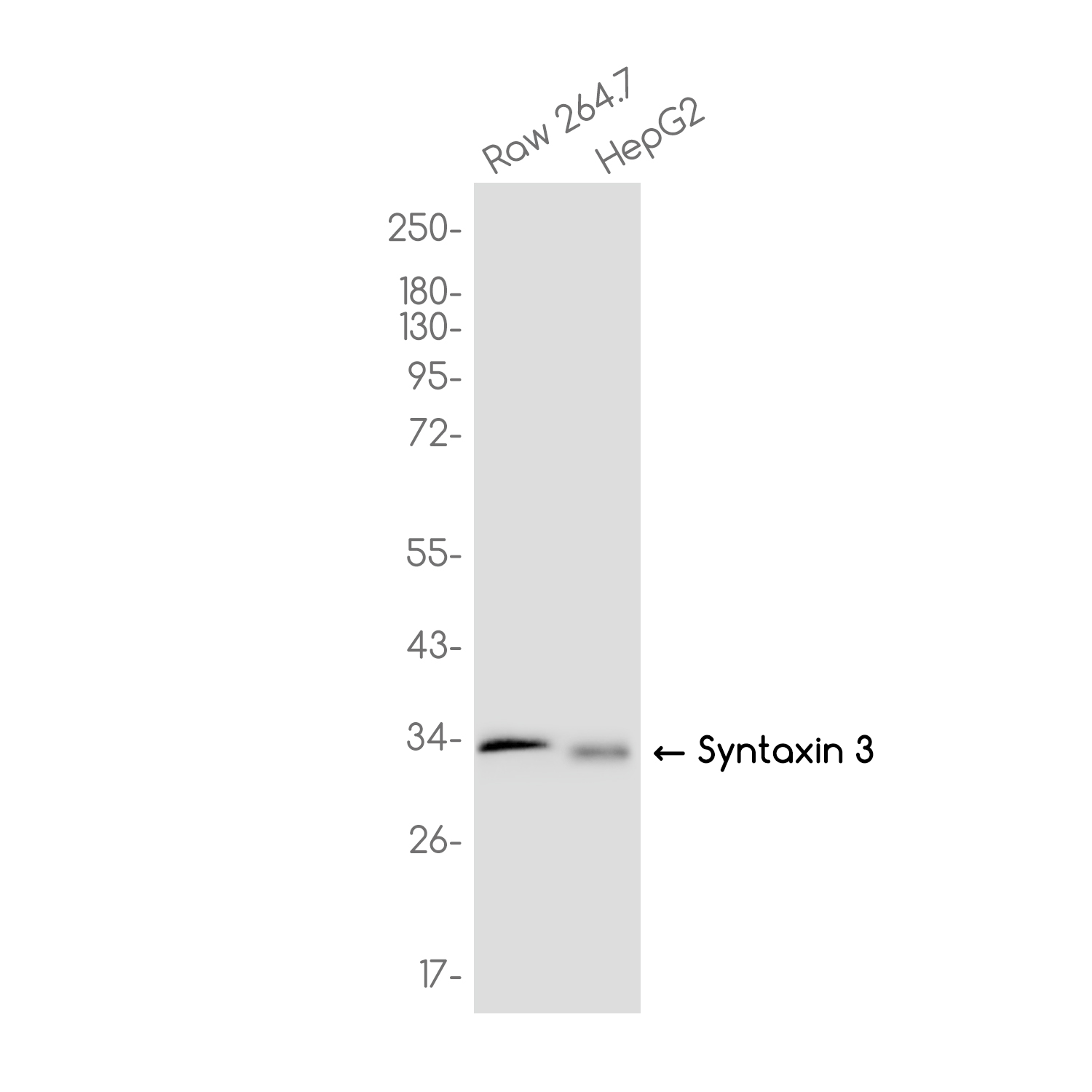 Syntaxin 3 Rabbit mAb ABZ3738