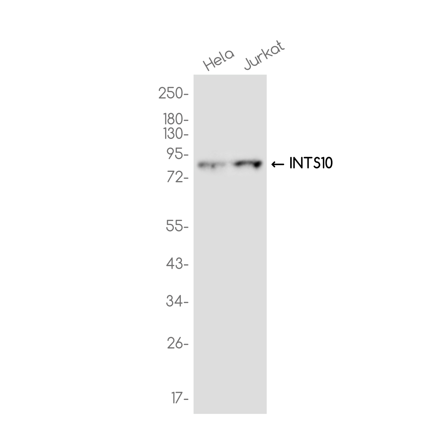 INTS10 Rabbit mAb ABZ3739